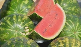 可以免费吃瓜,畅享娱乐无限